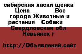 сибирская хаски щенки › Цена ­ 10 000 - Все города Животные и растения » Собаки   . Свердловская обл.,Невьянск г.